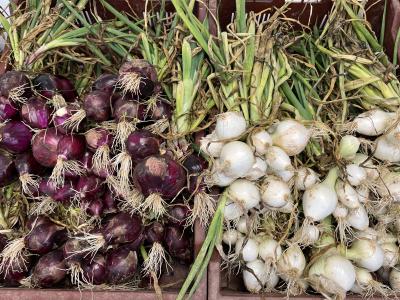 Oignons nouveaux