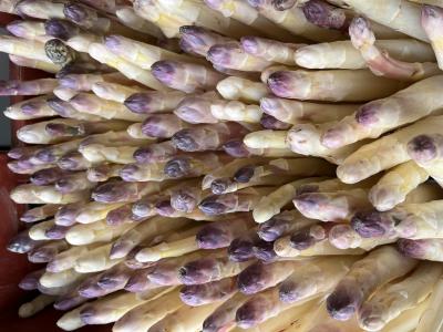 Asperges