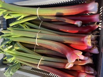 Rhubarbes